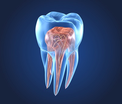 3d renderings of endodontics inner structure